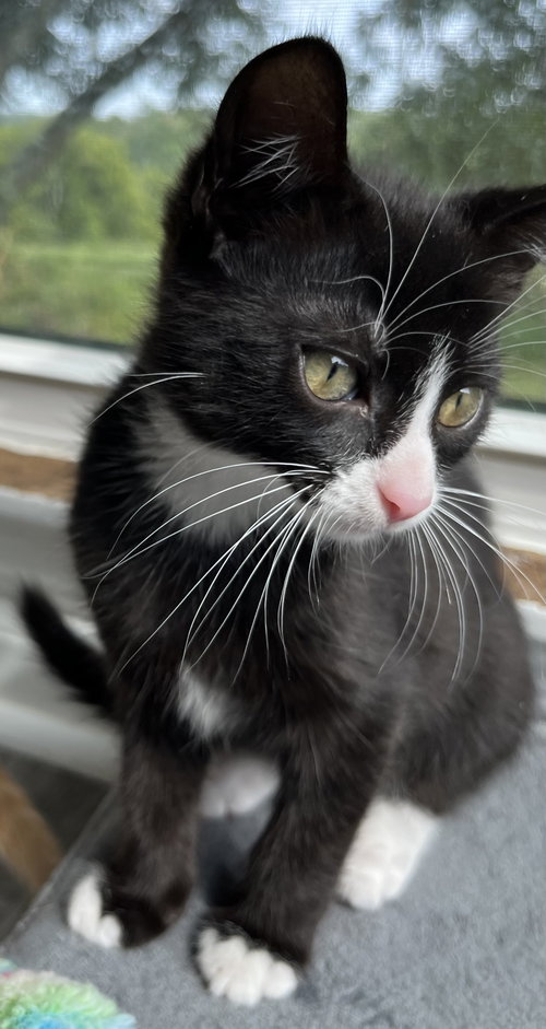 Photo 3 of KITTEN SERGEANT RUFFLES