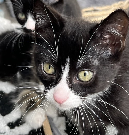 Photo 4 of KITTEN SERGEANT RUFFLES