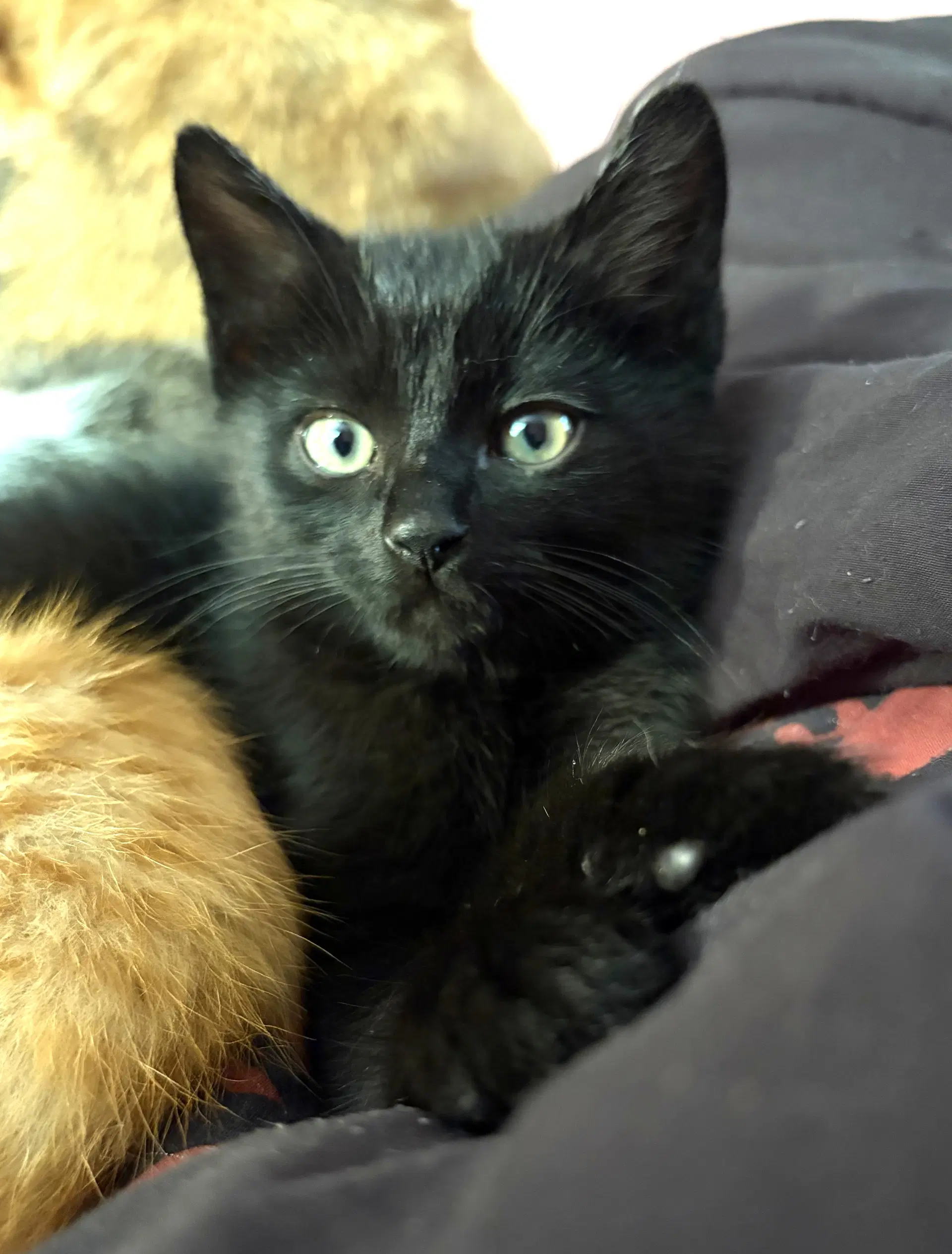 Kitten Coal - Domestic Short Hair