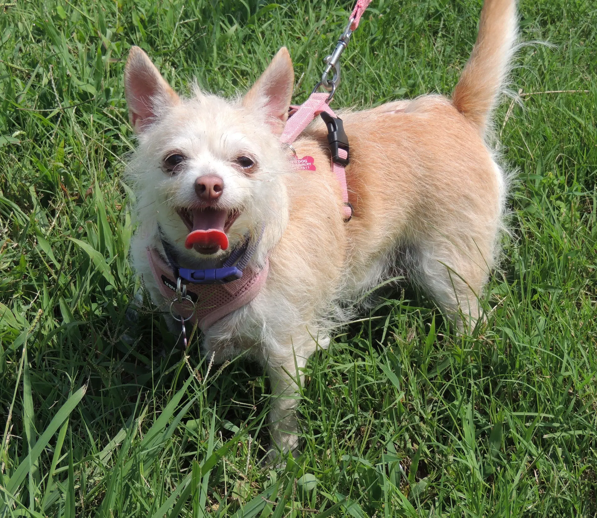 Marvelous Missy - Chihuahua