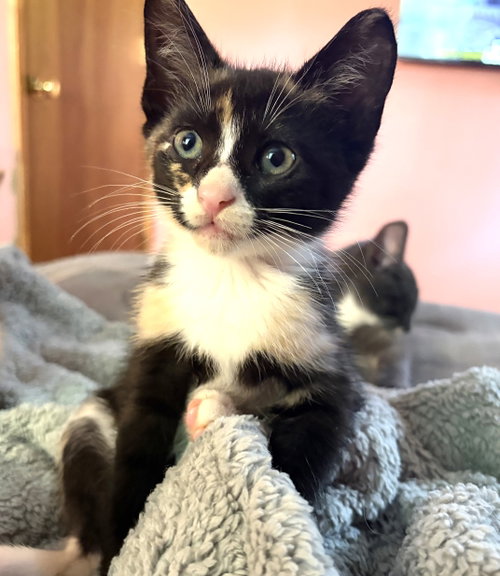 KITTEN IVY, a cat for adoption from Critter Companion Rescue