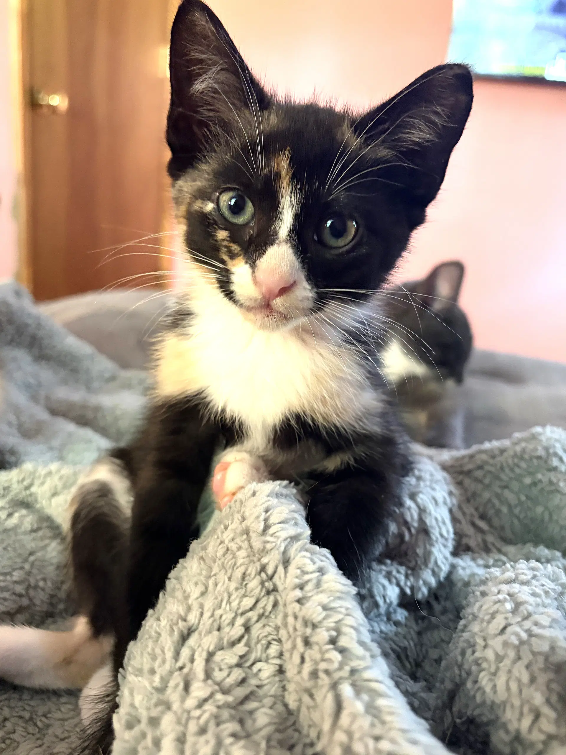 Kitten Ivy image 2