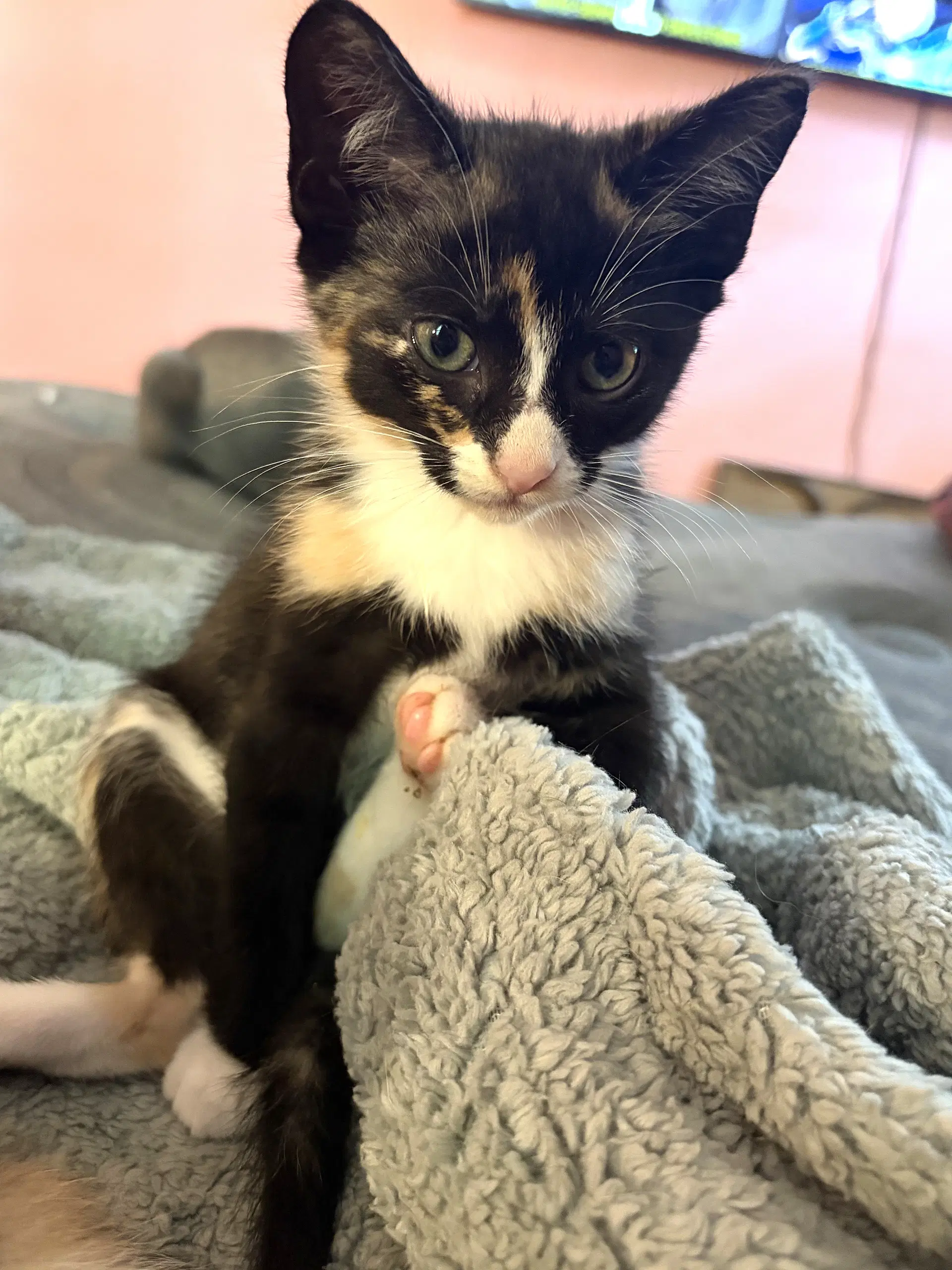 Kitten Ivy image 3