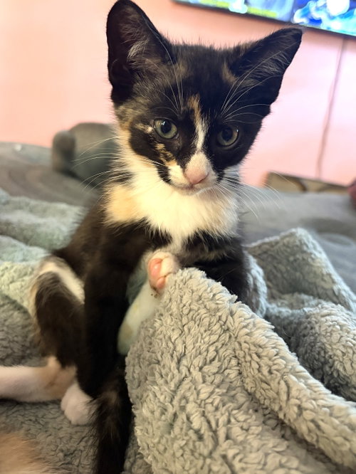 Photo 3 of KITTEN IVY
