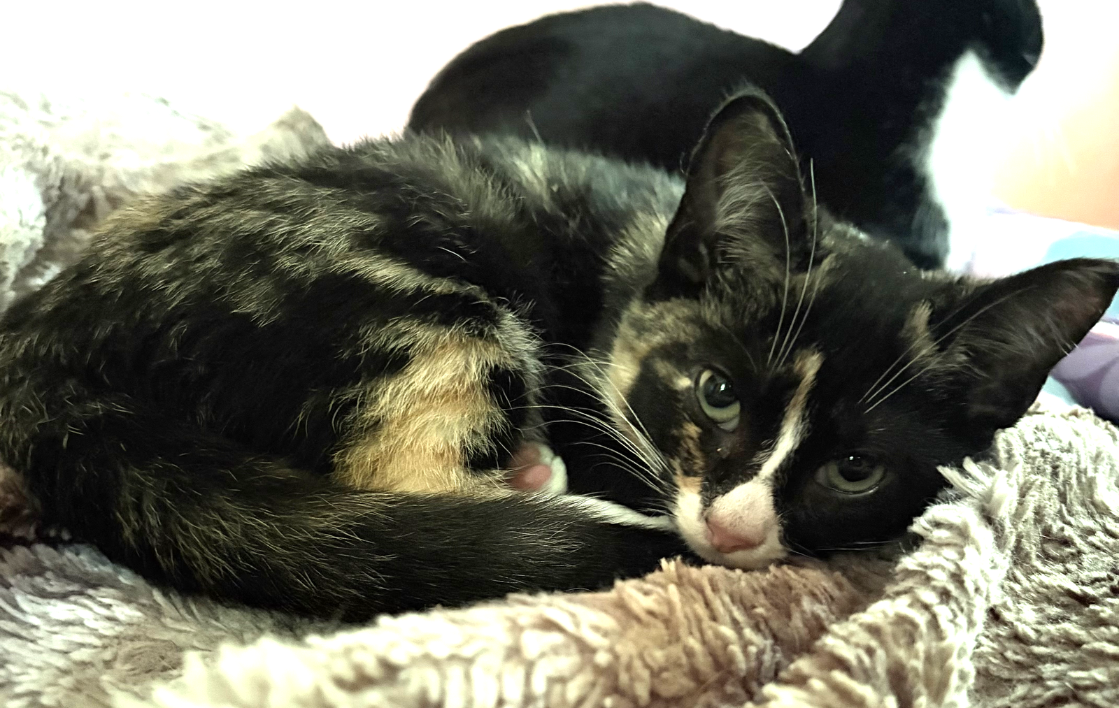 KITTEN IVY