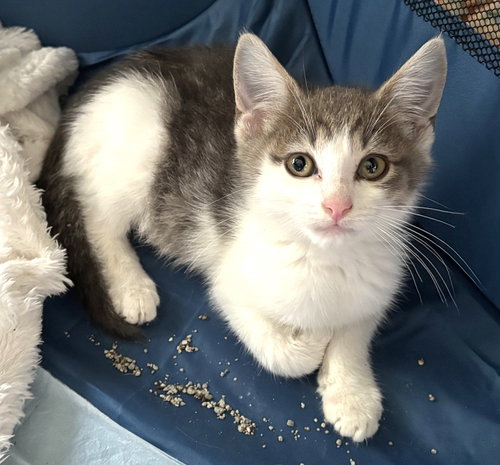 KITTEN SUPER STORMY, a cat for adoption from Critter Companion Rescue