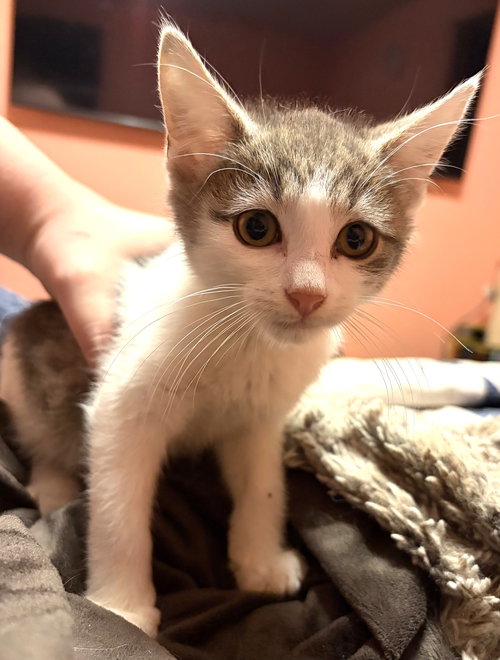 Photo 3 of KITTEN SUPER STORMY
