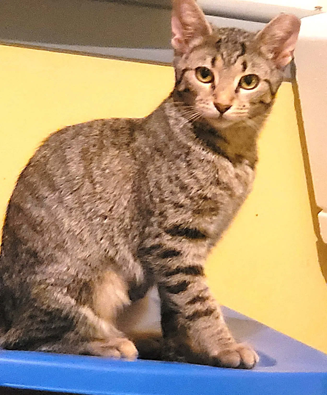 Kitten Major - Tabby