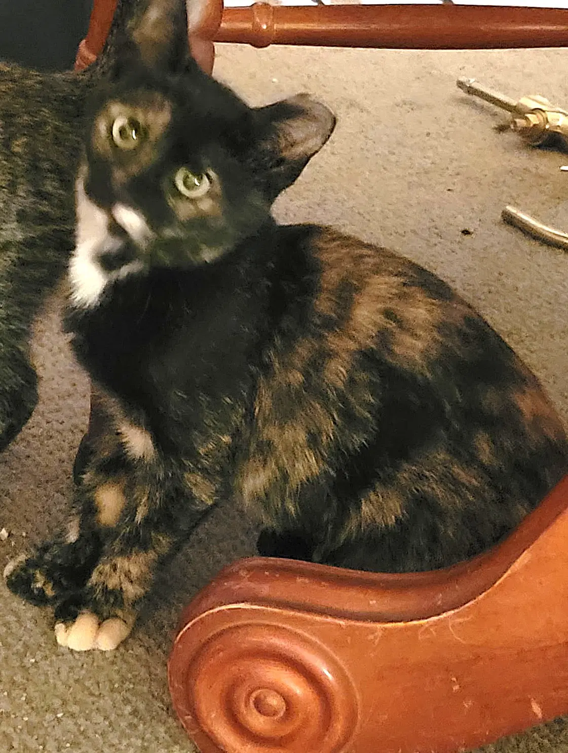 Kitten Torrie The Tortie - Tortoiseshell