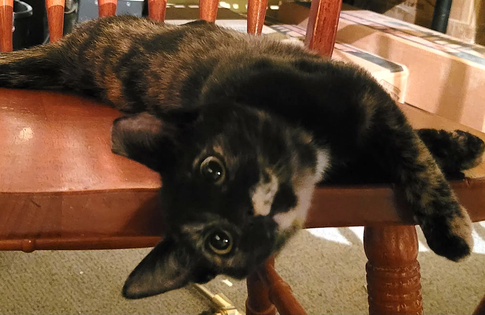 Kitten Torrie The Tortie image 2
