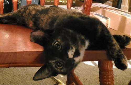 Photo 2 of KITTEN TORRIE THE TORTIE