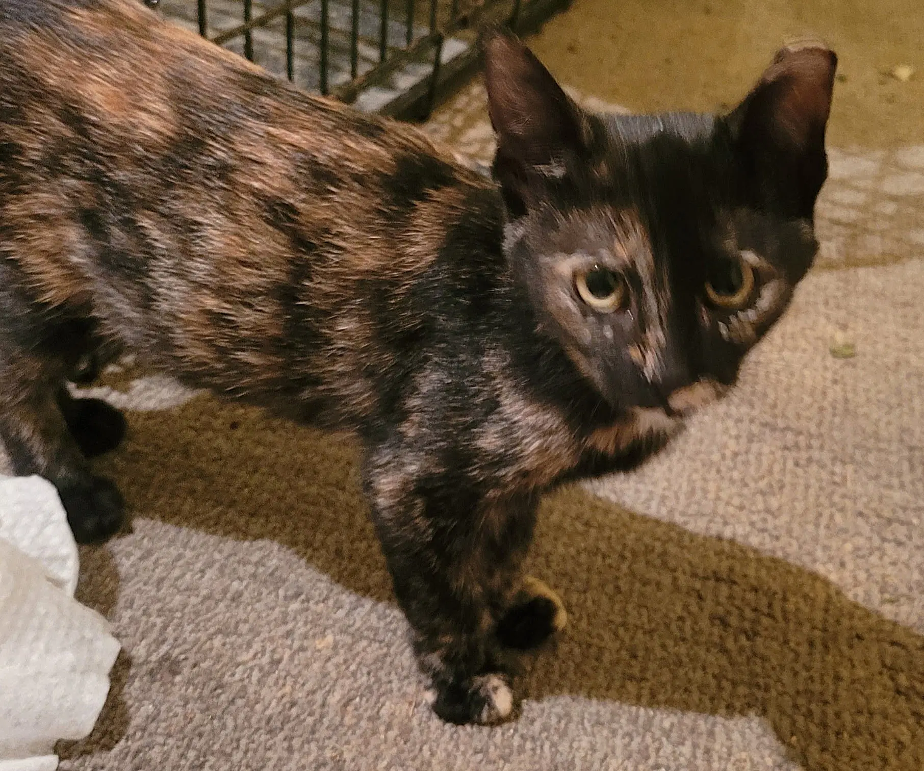 Kitten Torrie The Tortie image 3
