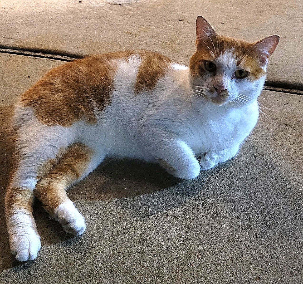 KITTY BOBTAIL BOBBY, cat