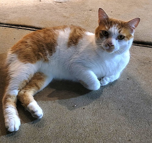 KITTY BOBTAIL BOBBY, a cat for adoption from Critter Companion Rescue