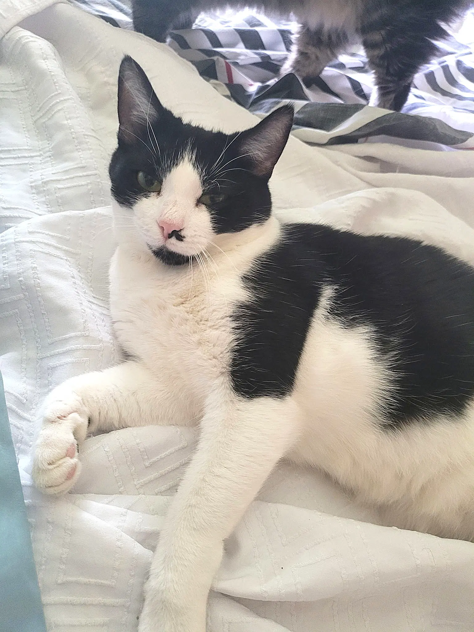 Kitty Tuxedo Jewel - Tuxedo