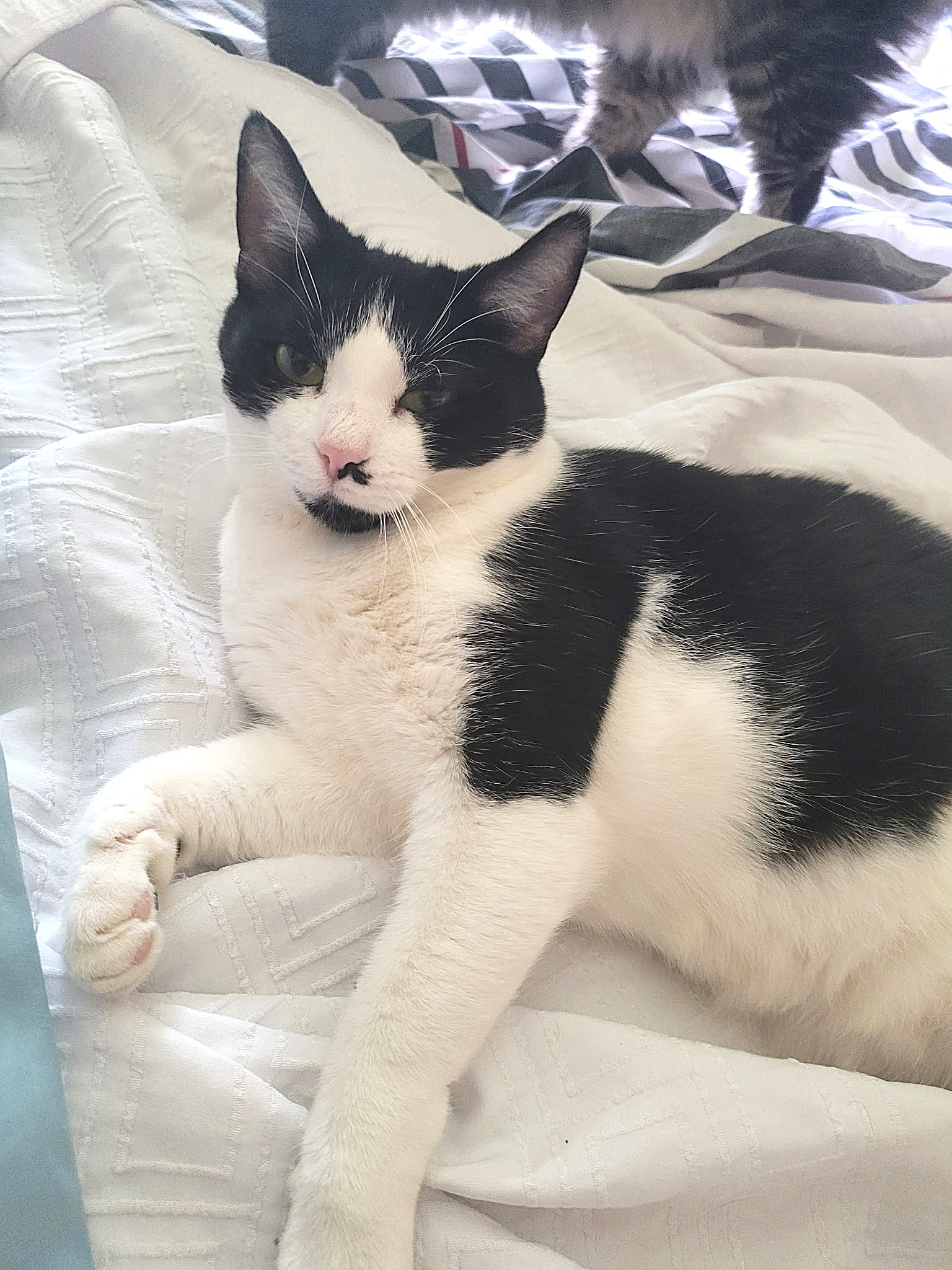 Kitty Tuxedo Jewel