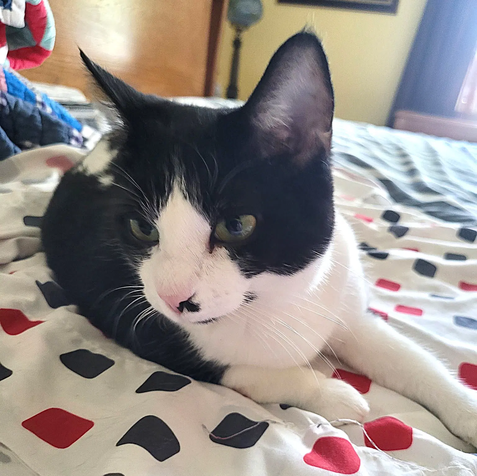 Kitty Tuxedo Jewel image 2