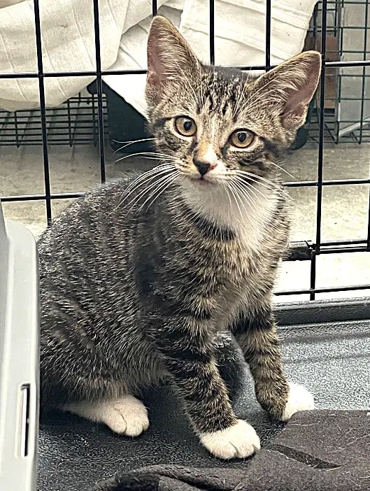 Kitten Mali - Tabby