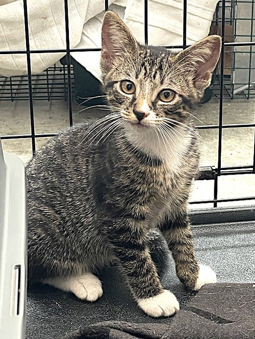 Photo 2 of KITTEN MALI