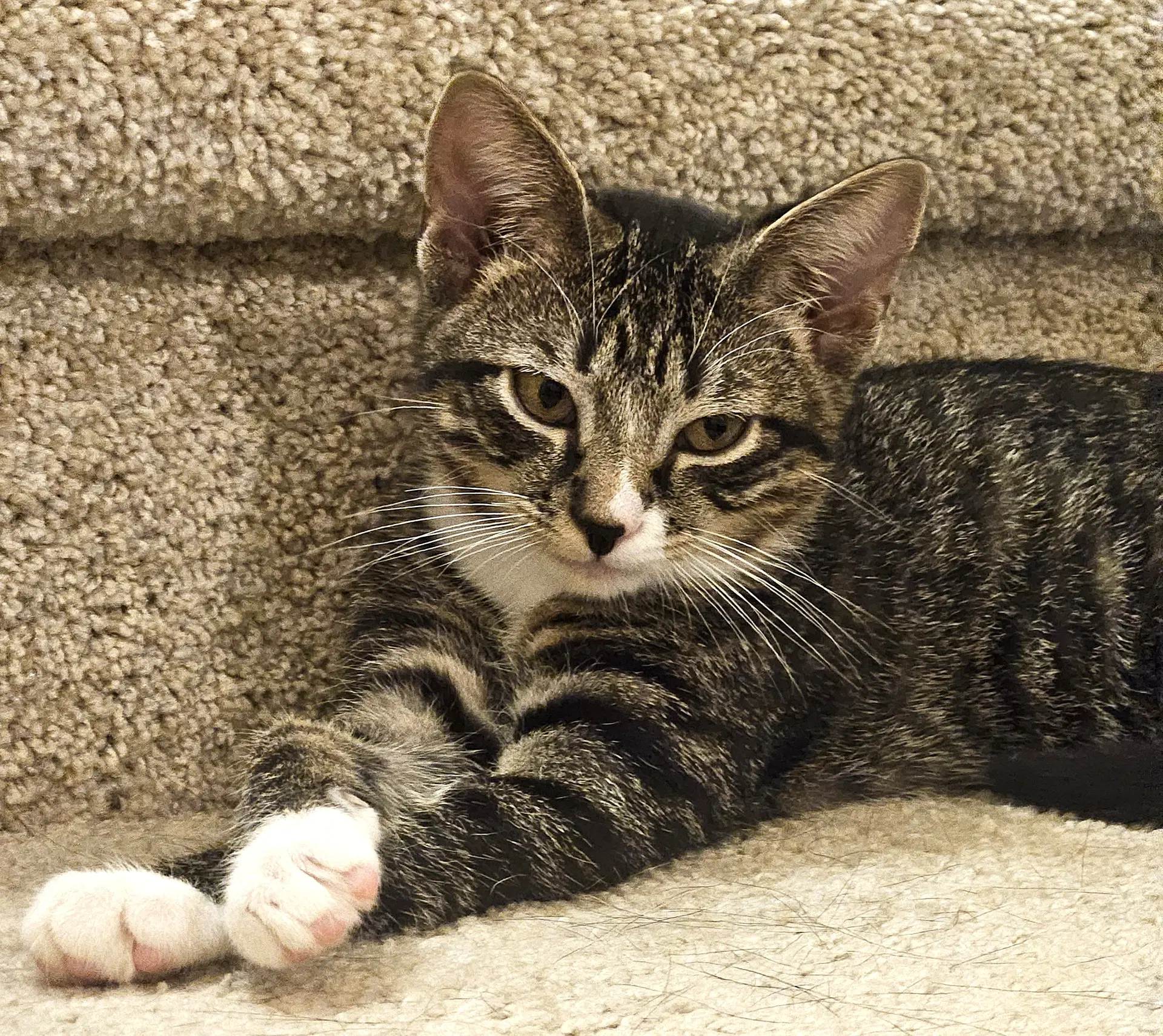 Kitten Mali image 3