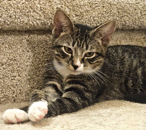 Photo 3 of KITTEN MALI