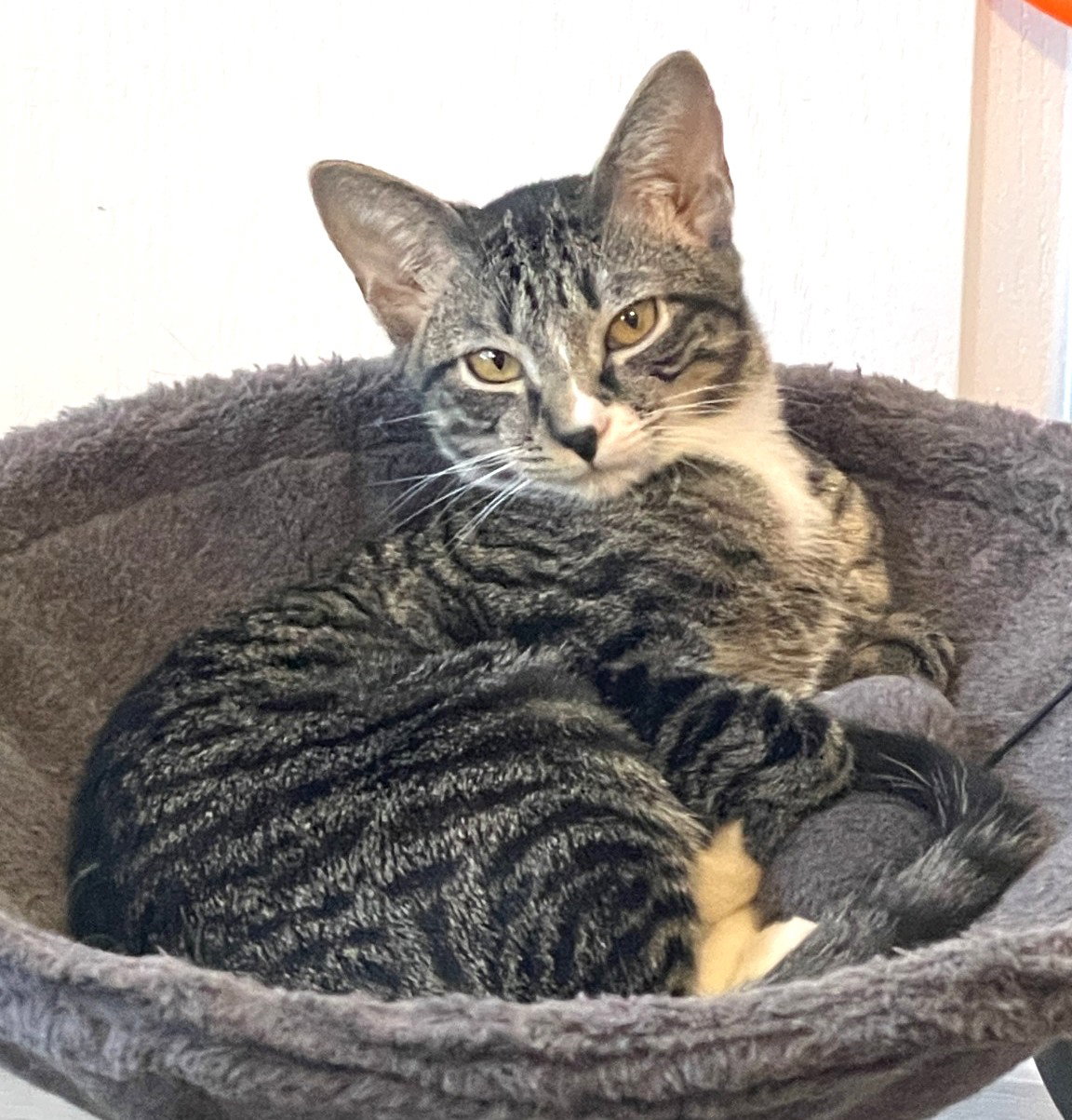 KITTEN MALI, photo 3