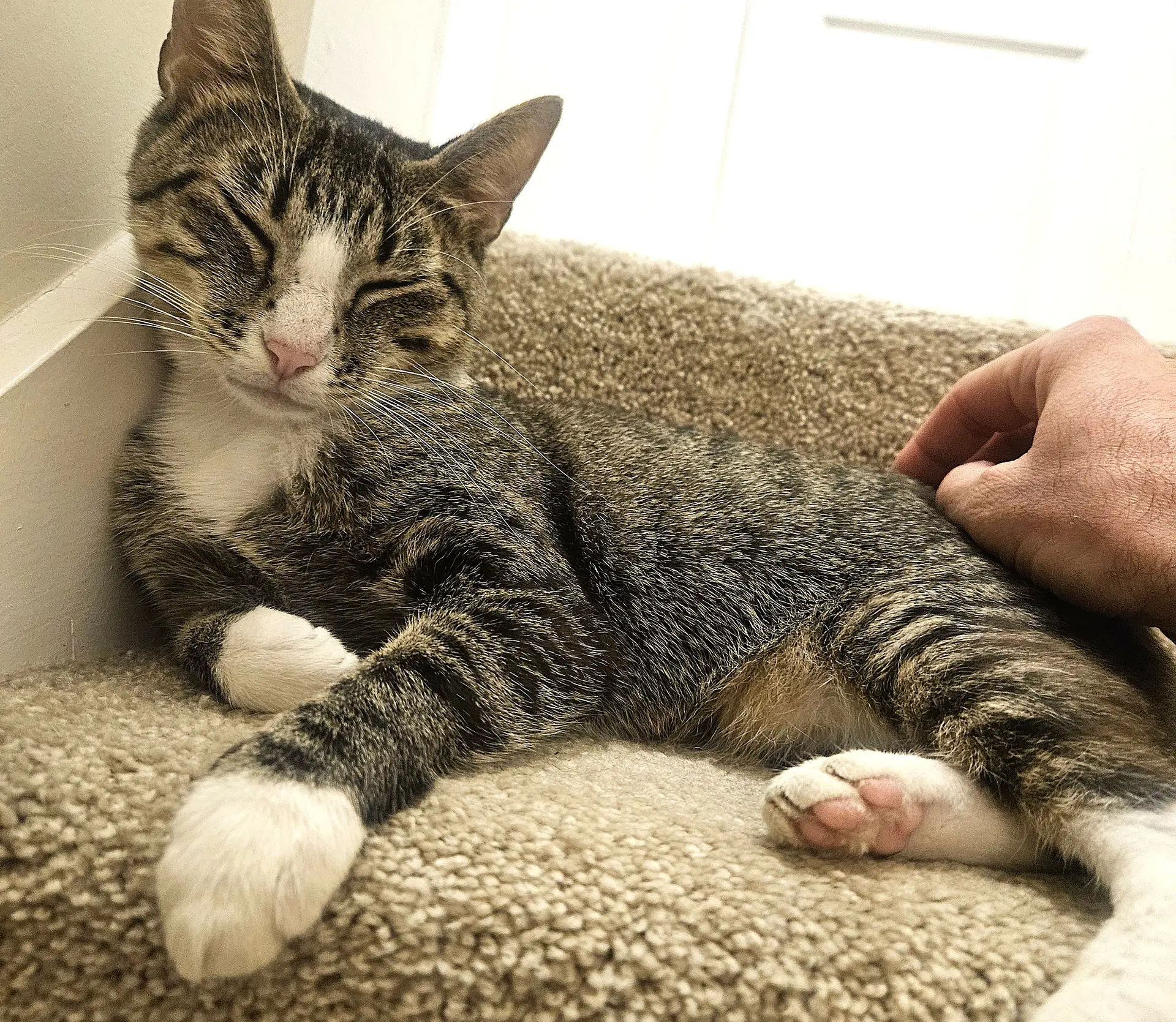 Kitty Moma Majka - Tabby