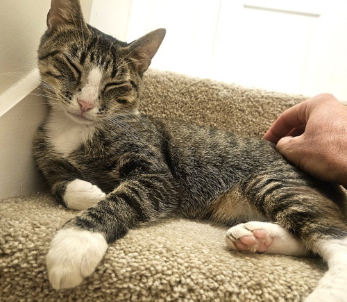 KITTY MAJKA, a cat for adoption from Critter Companion Rescue