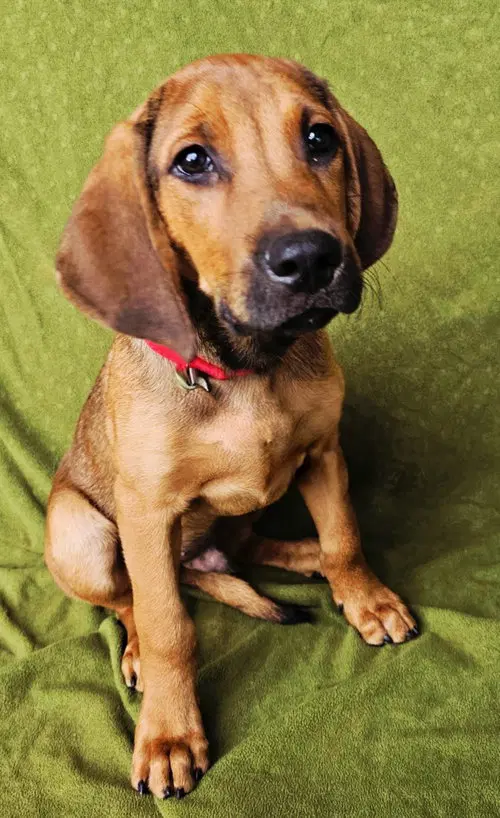 Puppy Gunner image 2
