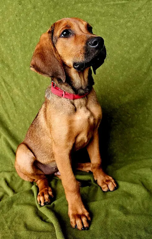 Puppy Gunner image 3