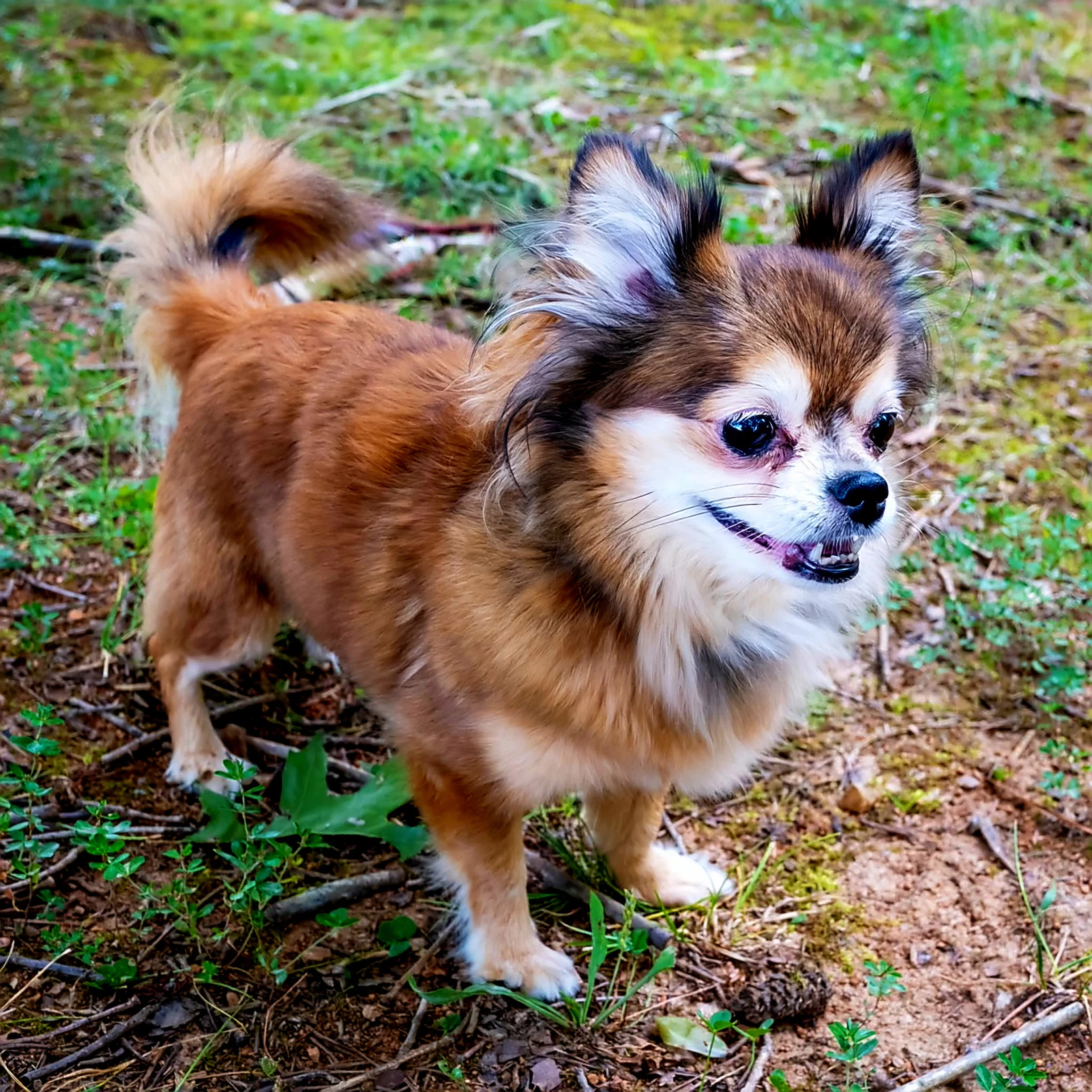 Darling Darcy
