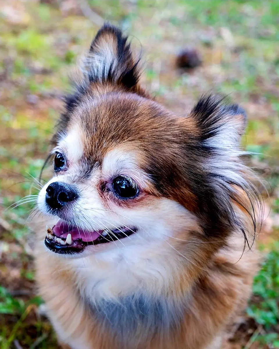 Darling Darcy image 2
