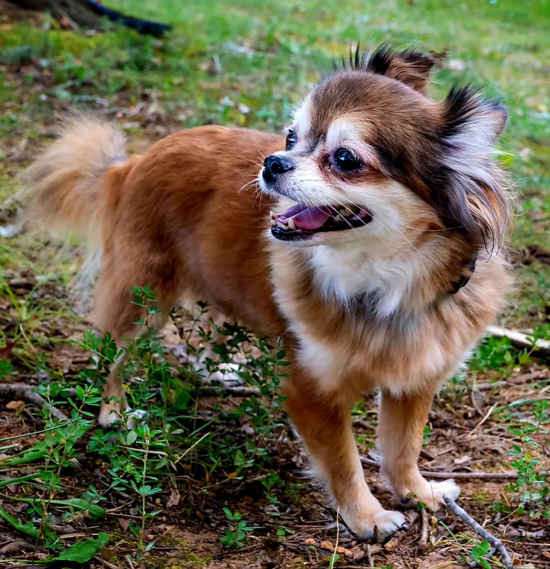 Darling Darcy image 3