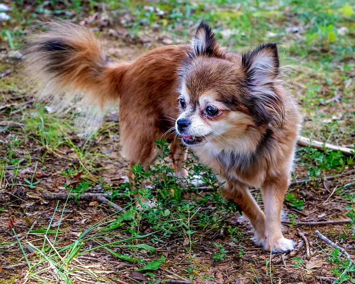 Darling Darcy image 4