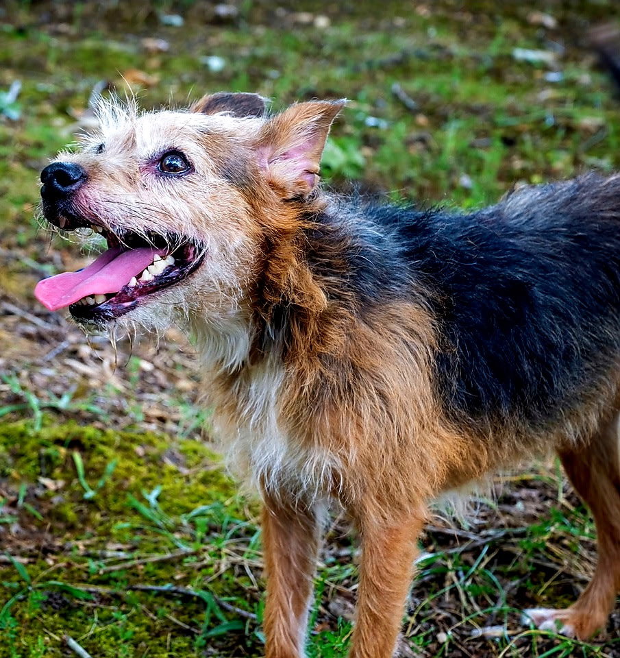 MAPLE, dog