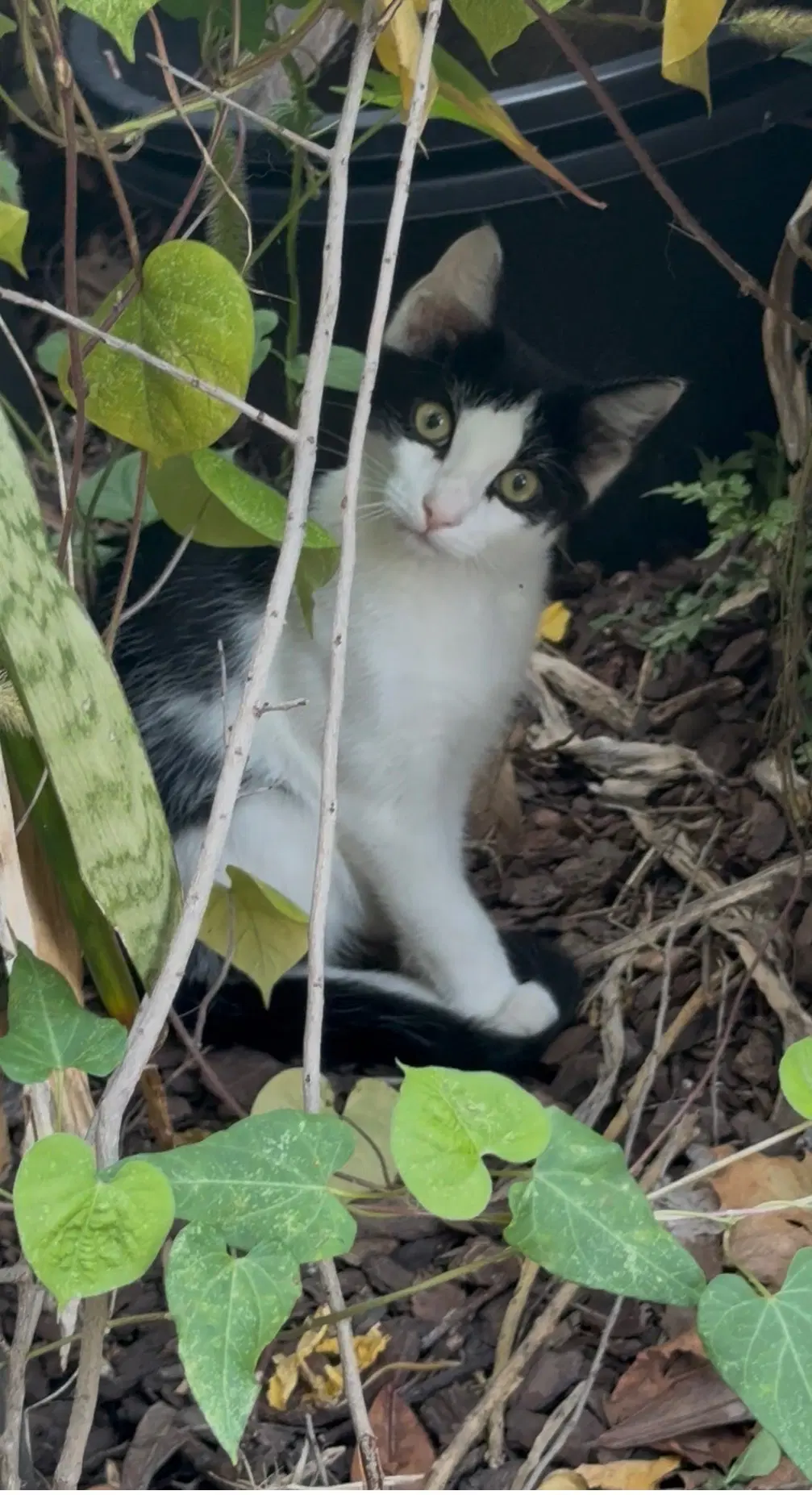 Kitten Quill image 2
