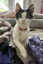Kitten Quill - Tuxedo