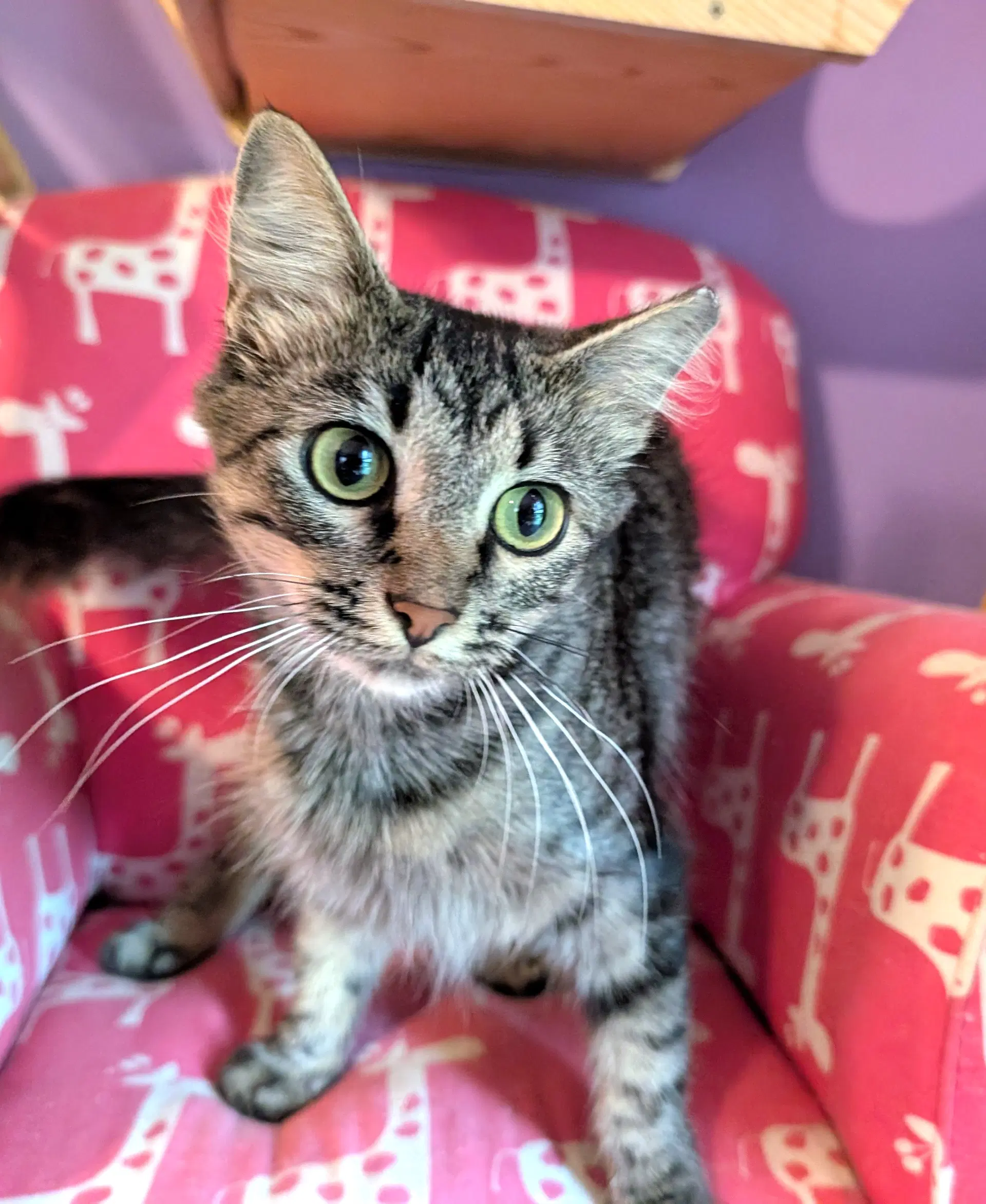 Kitten Tori - Medium Longhair Dark Tabby