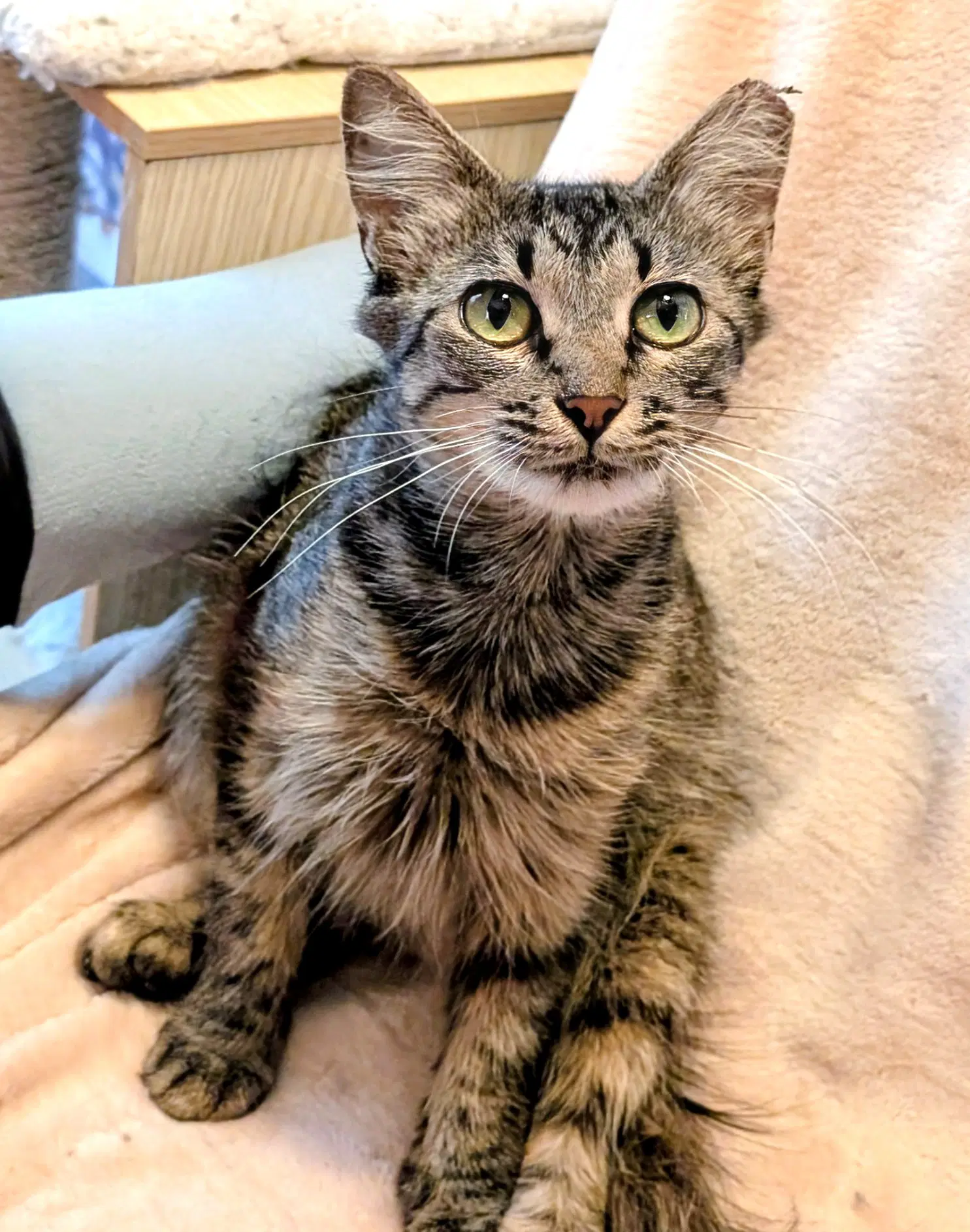 Kitten Tori image 2