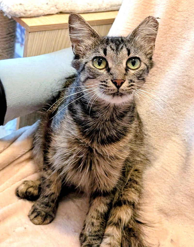 Kitten Tori, photo 2