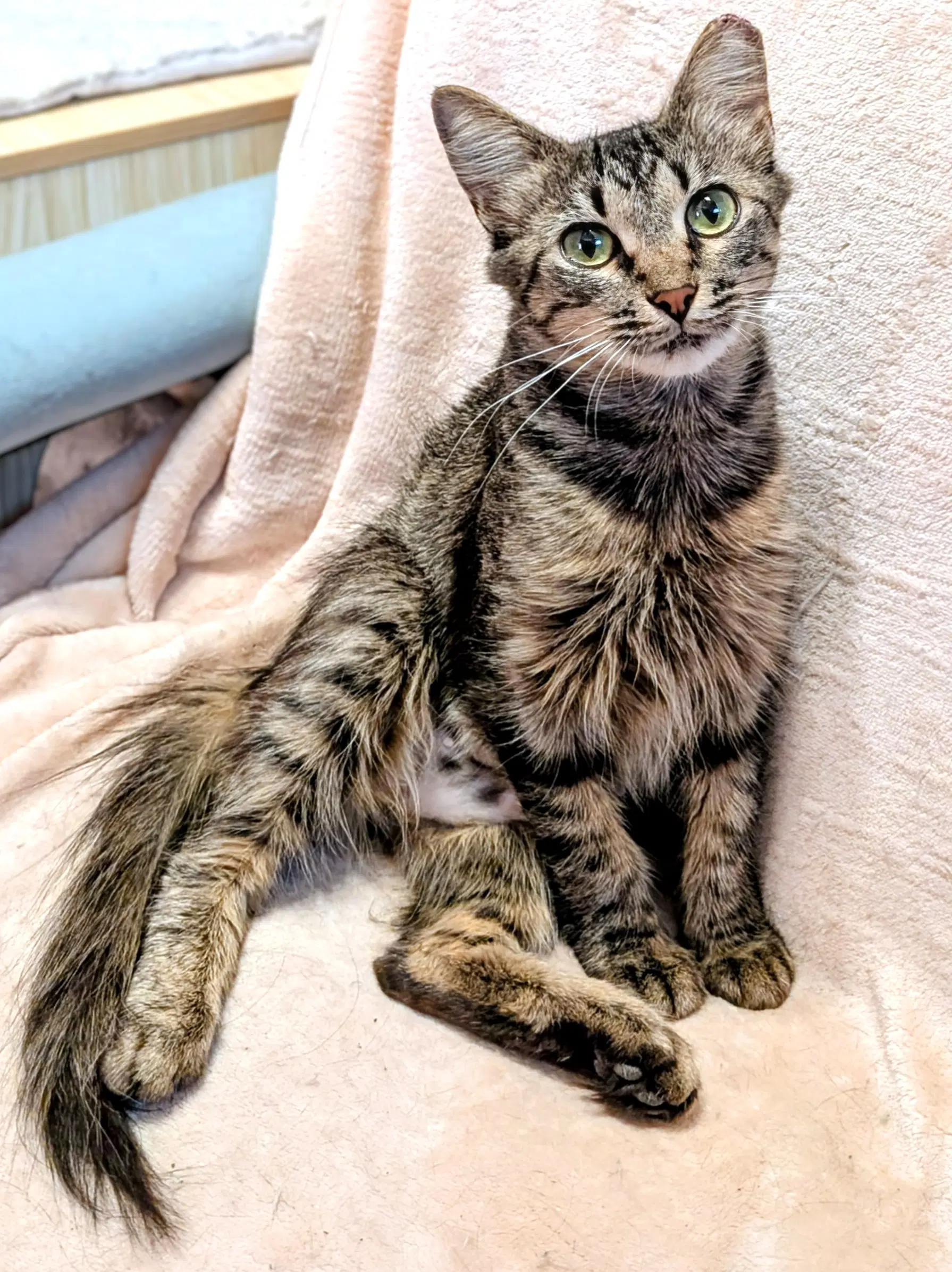 Kitten Tori image 3