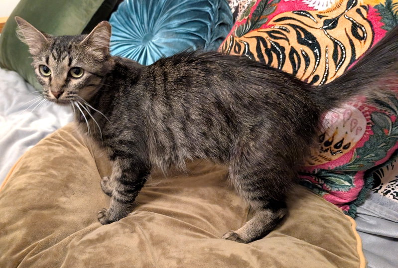 Kitten Tori, photo 4