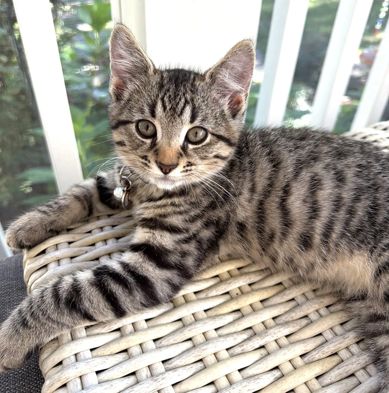 Kitten Super Sonny - Tabby