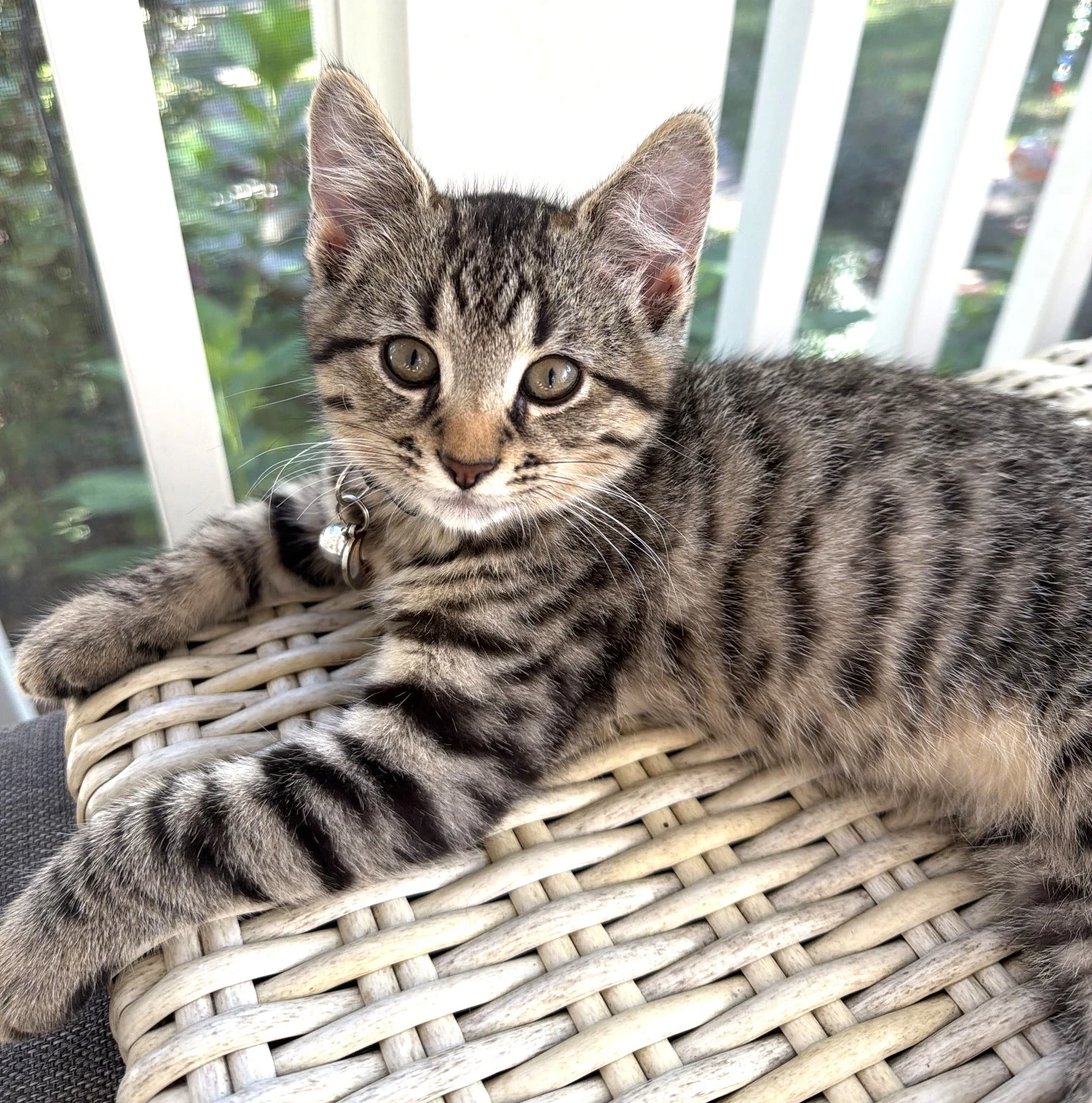 Kitten Super Sonny
