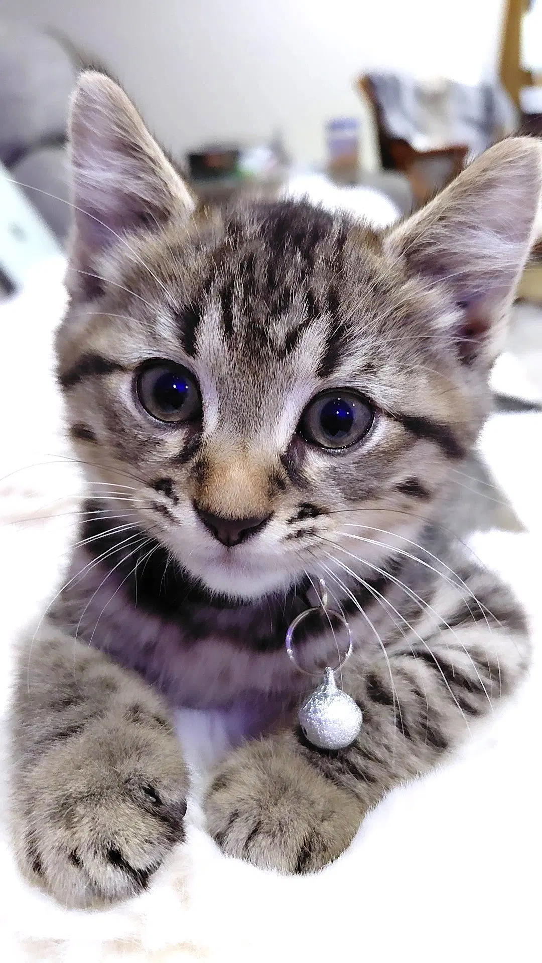 Kitten Super Sonny image 2