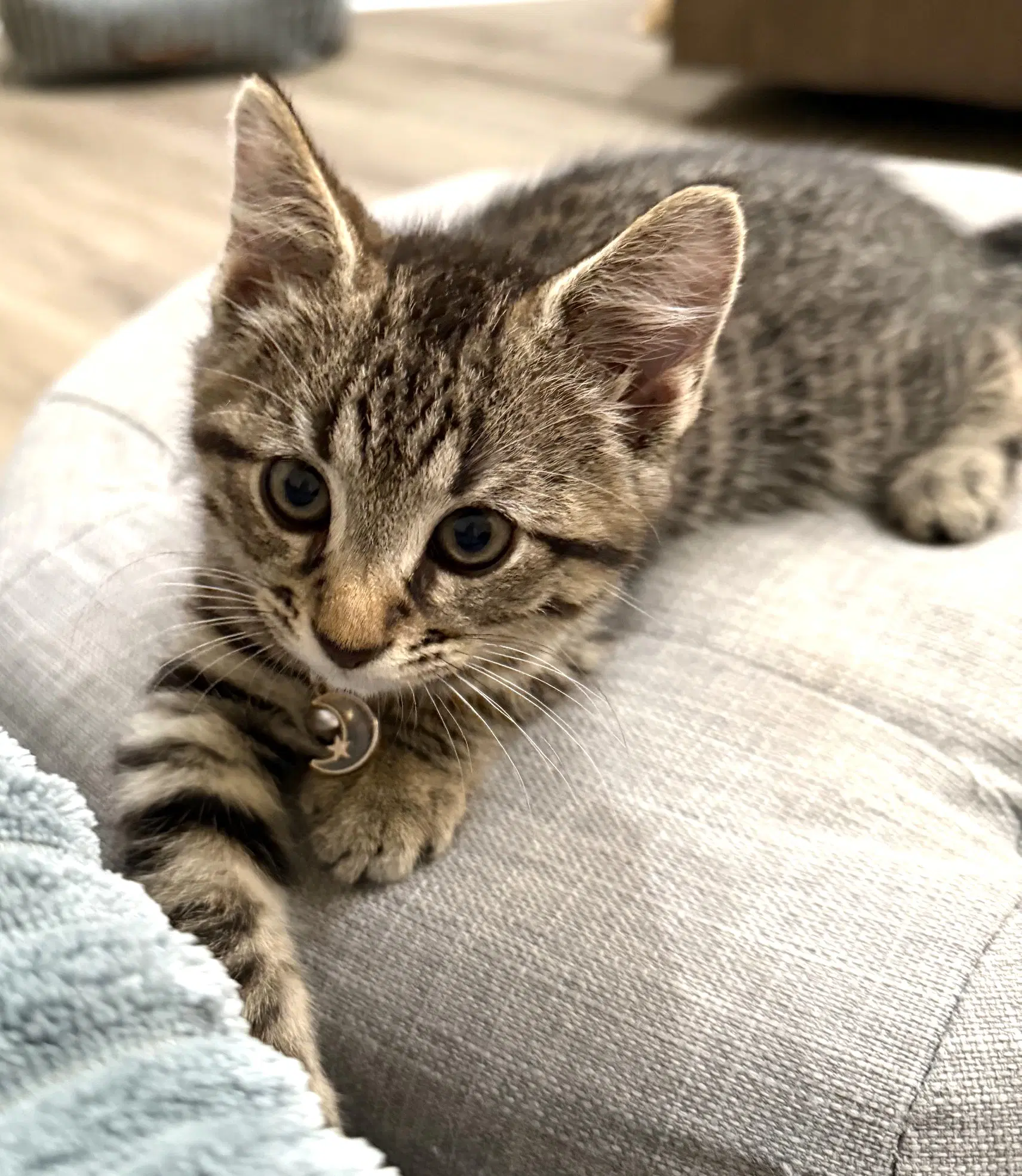 Kitten Super Sonny image 3