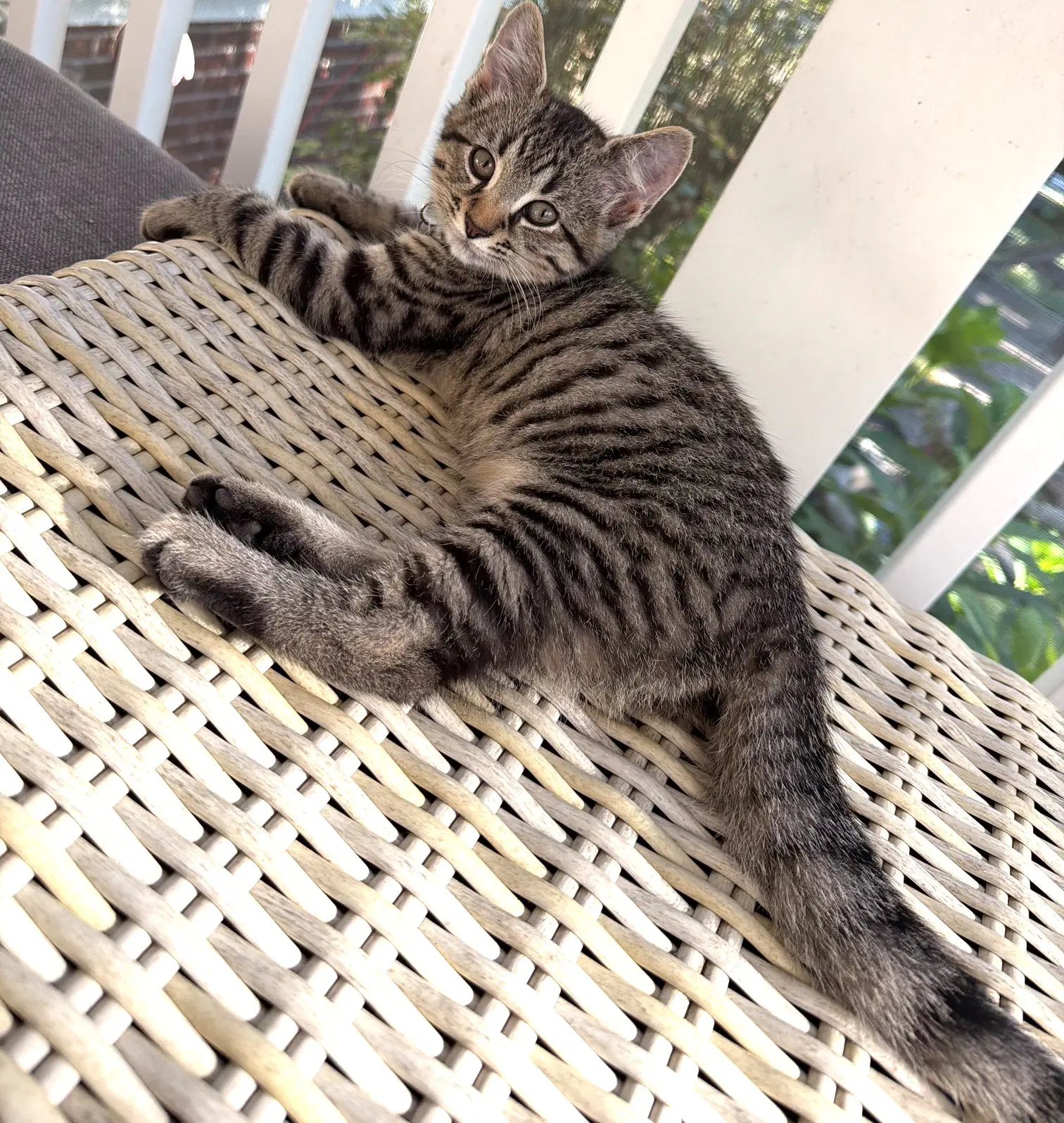 Kitten Super Sonny image 4