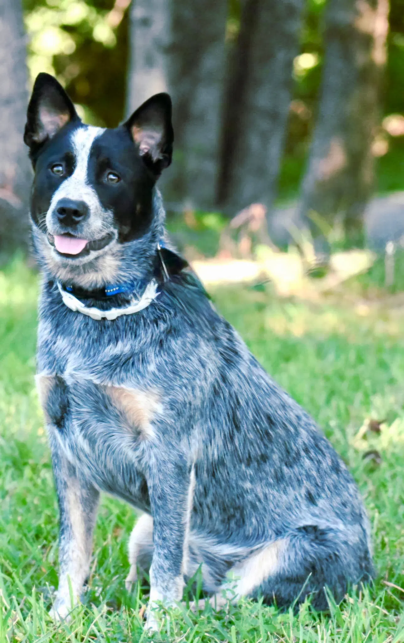 Zora image 4