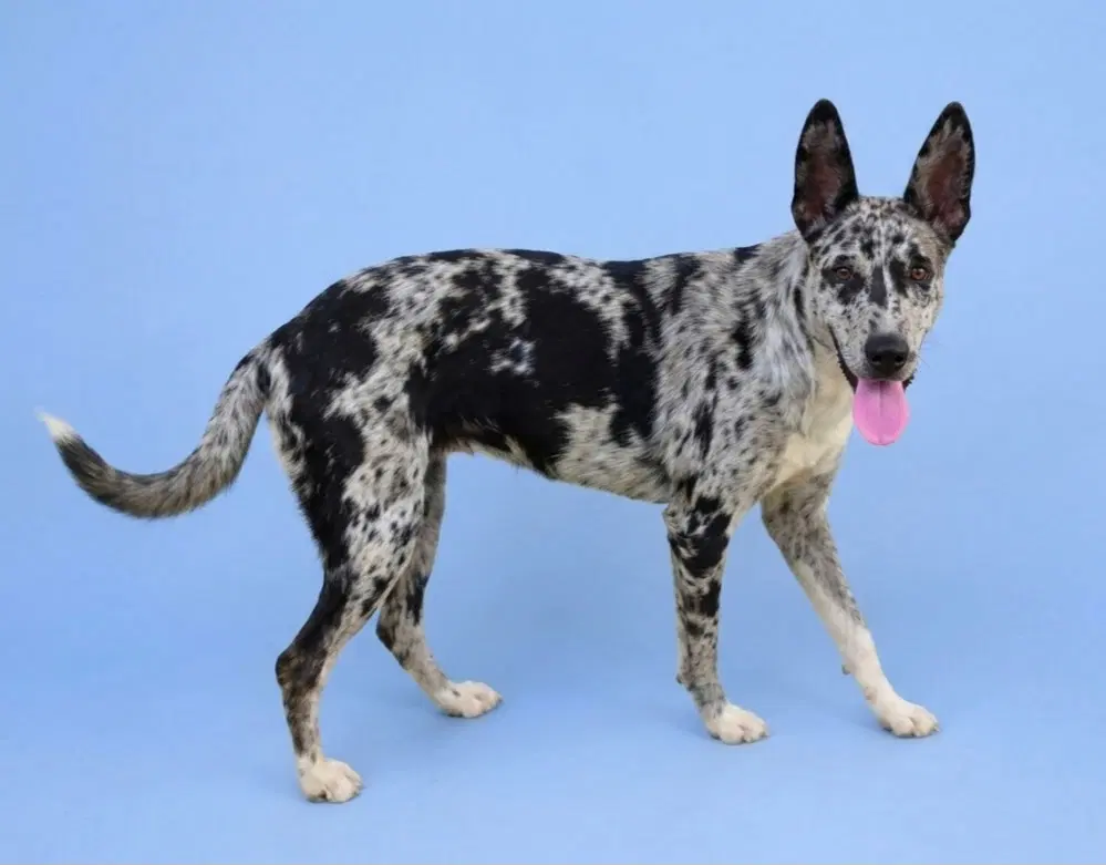 Clara Blue - Australian Cattle Dog/Blue Heeler