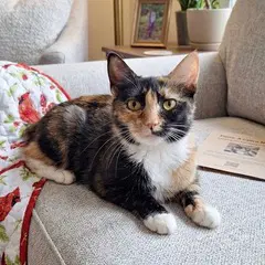 Fiona - Domestic Short Hair